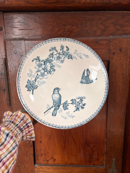Mésange