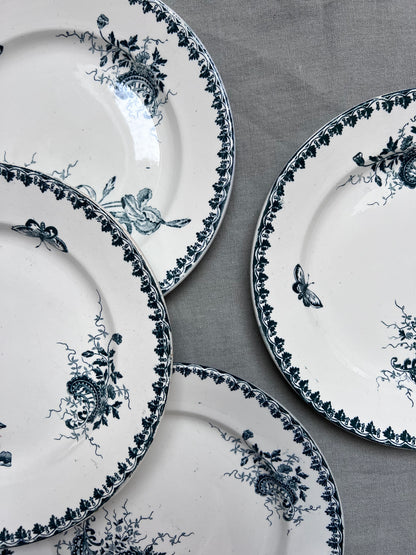 Collection Louis XV - Assiettes plates